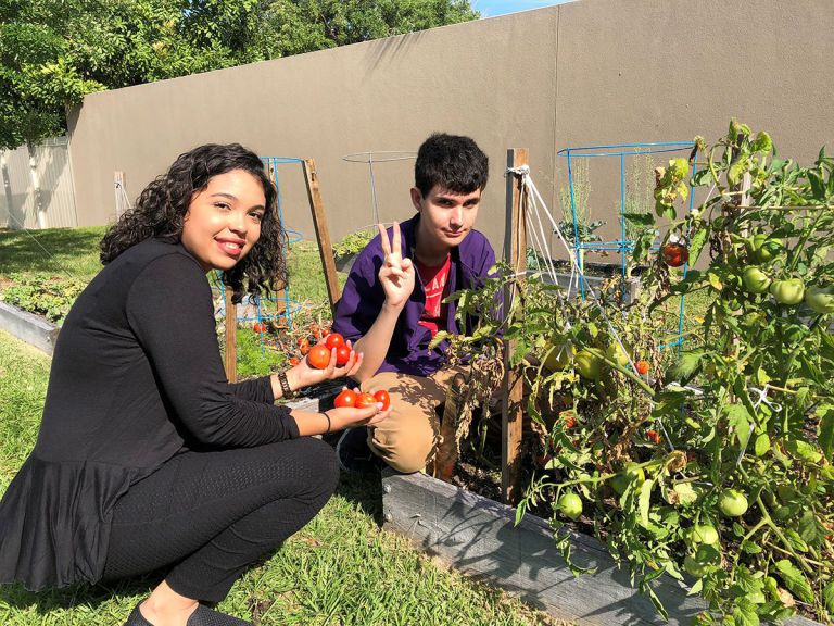 Springtime Tomato Harvest